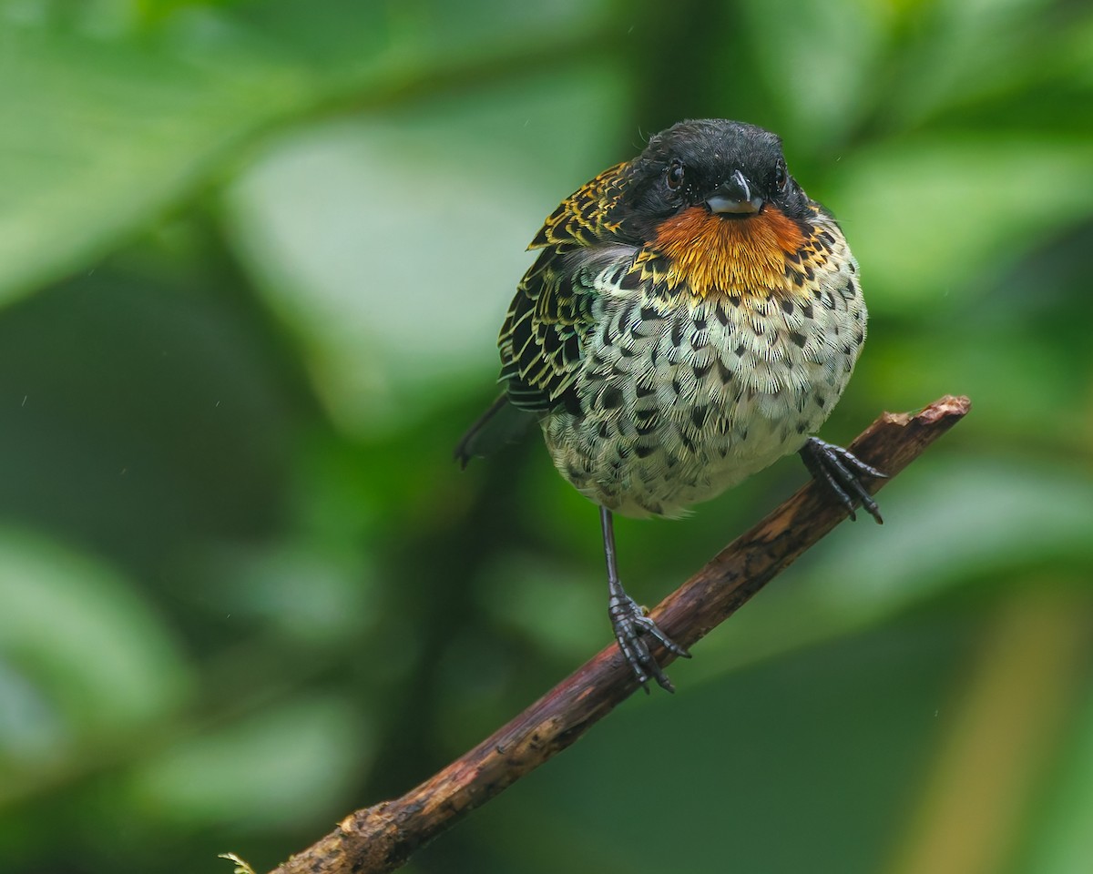 ノドアカフウキンチョウ - ML647057474