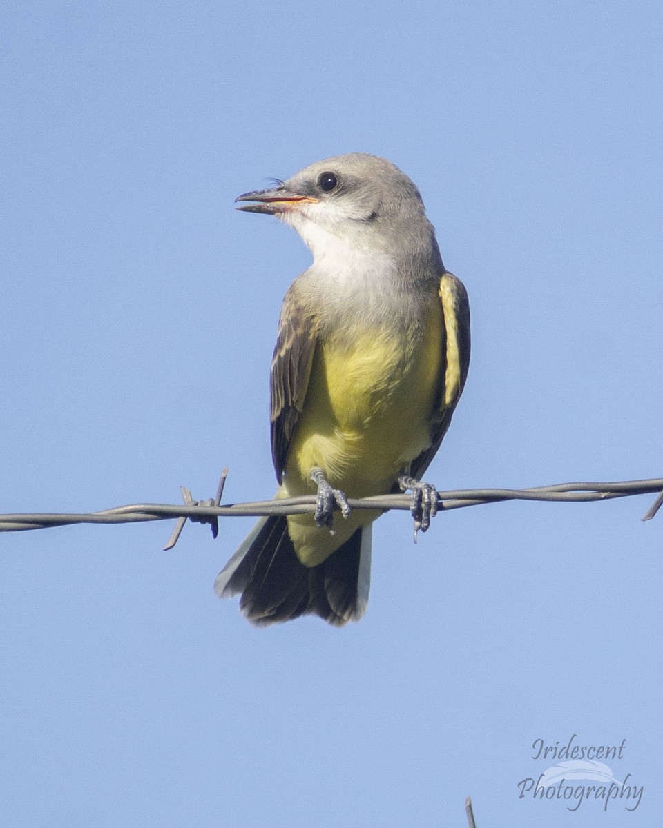 Tyran de l'Ouest - ML647057480