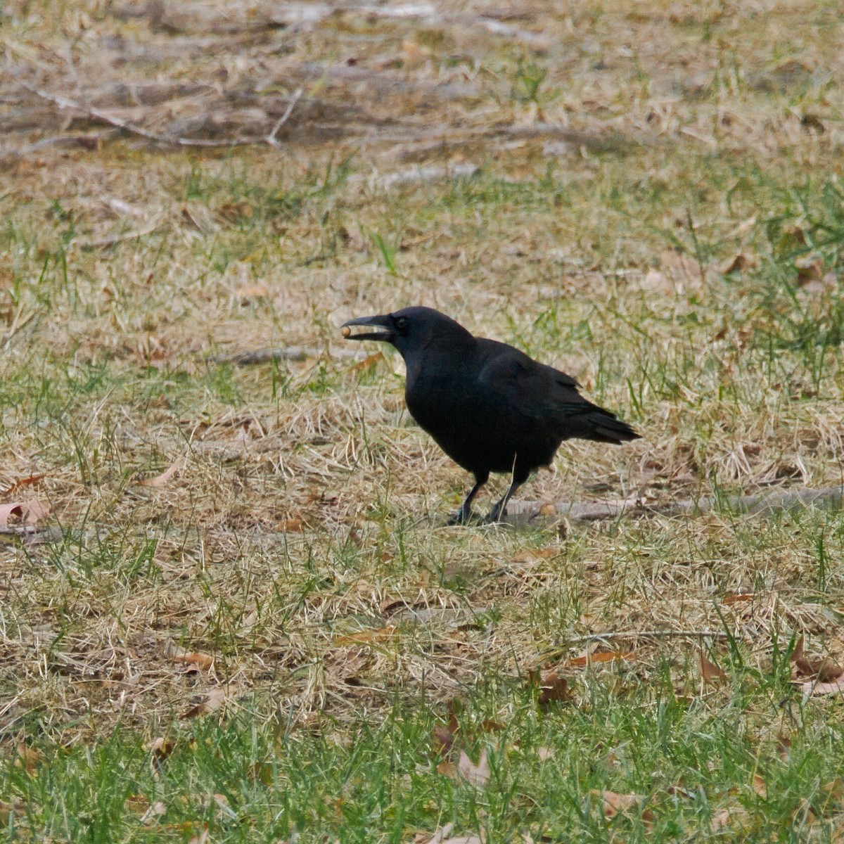 アメリカガラス - ML647057487