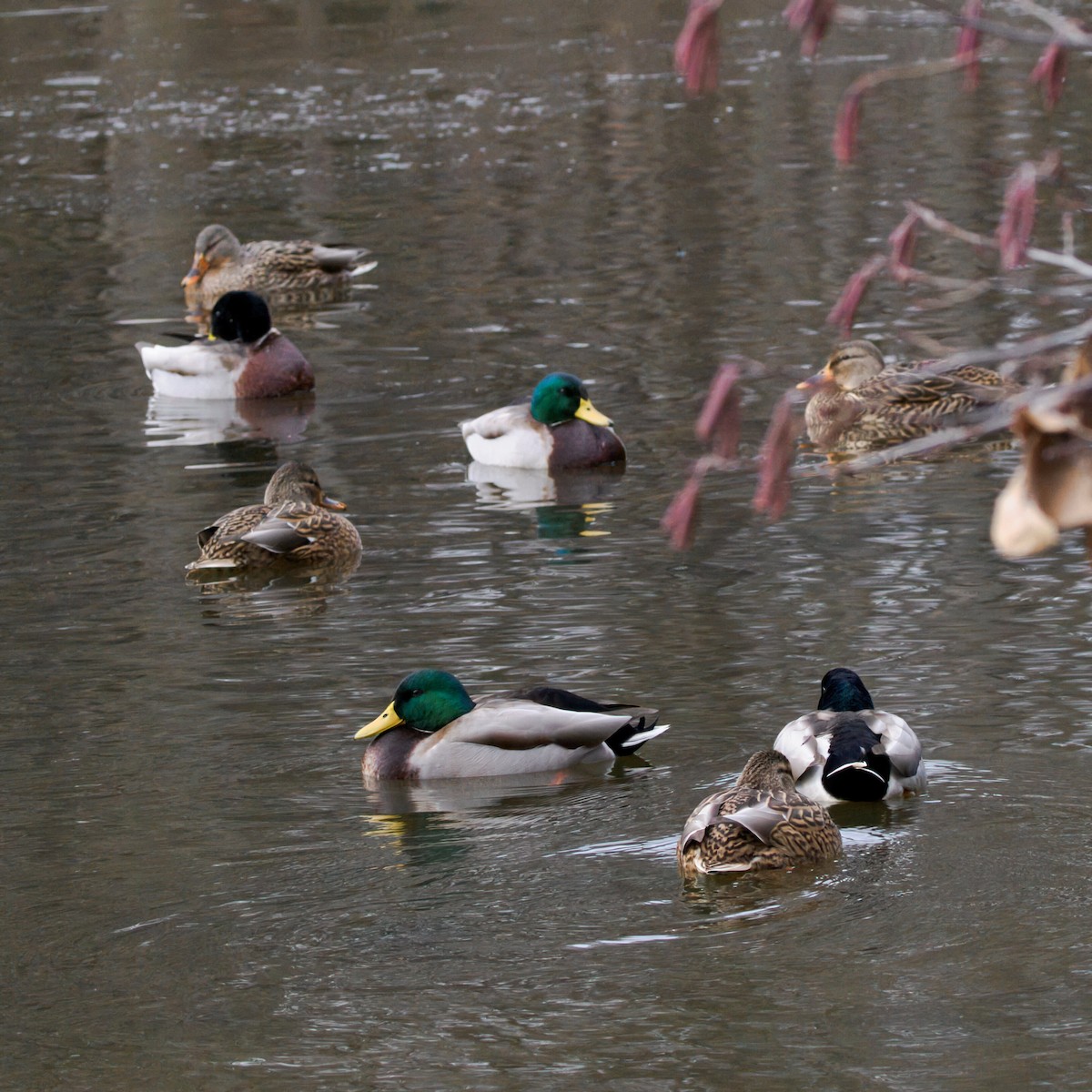 マガモ - ML647057489