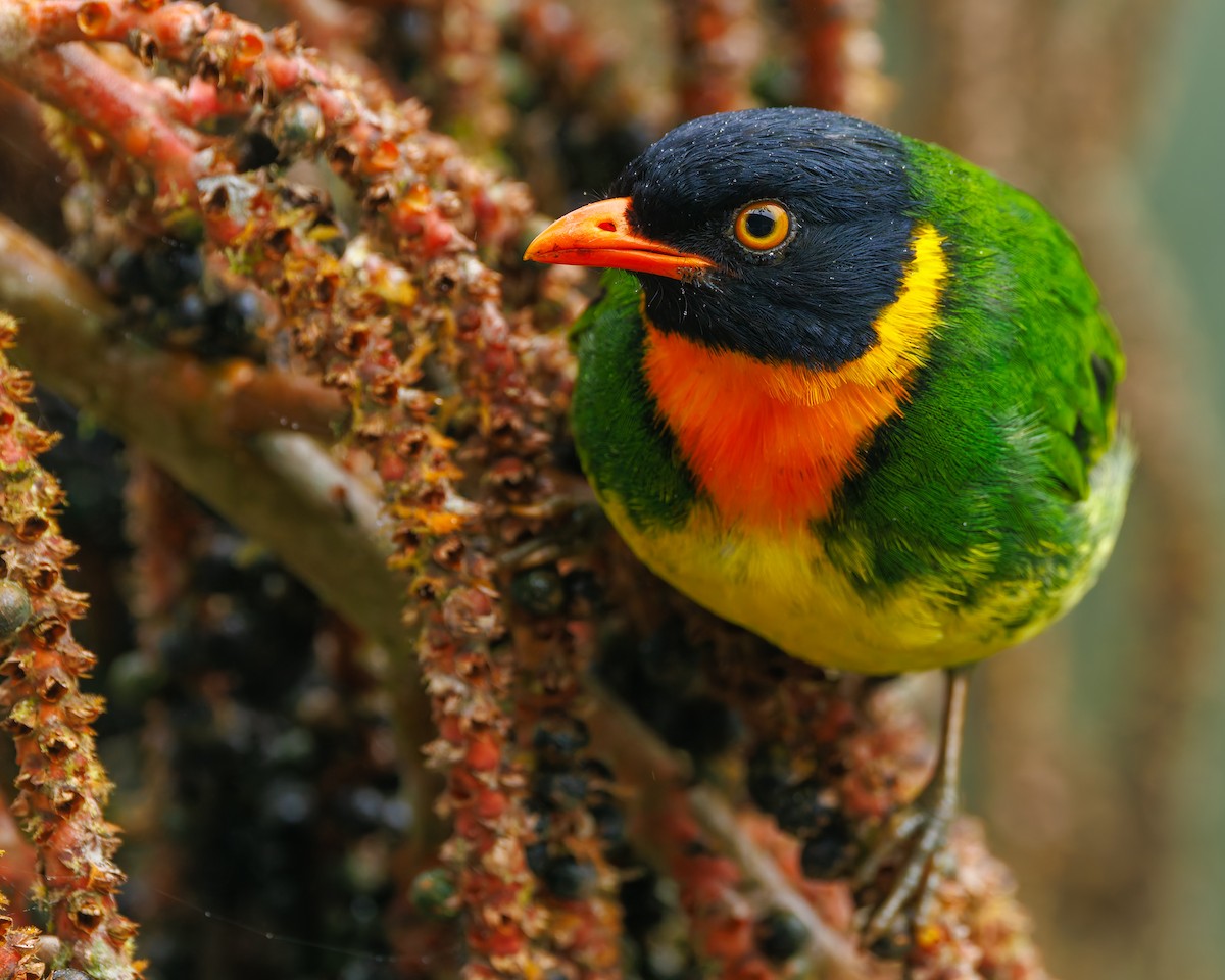 Orange-breasted Fruiteater - ML647057492