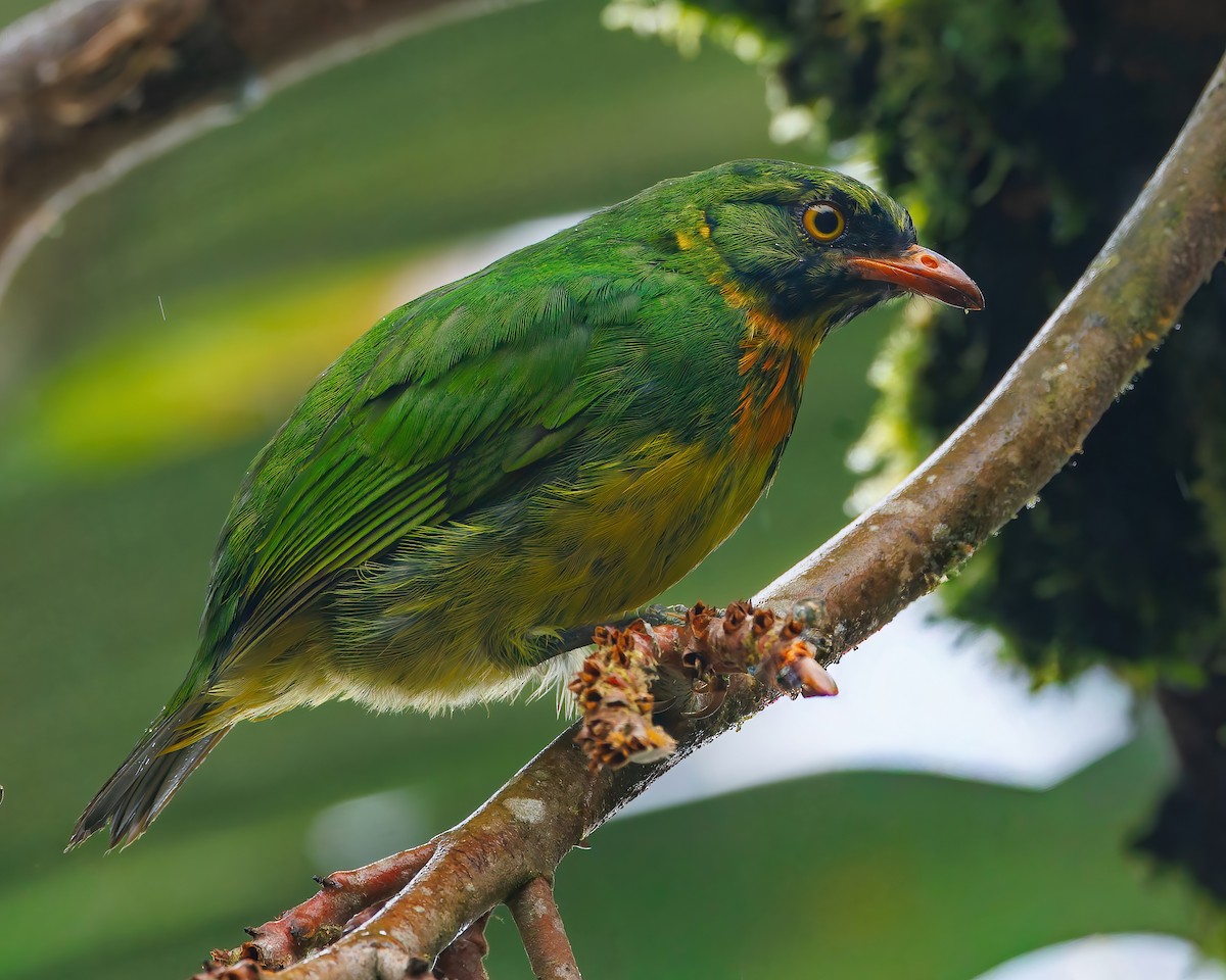 Orange-breasted Fruiteater - ML647057493