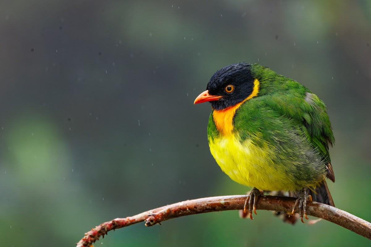 Orange-breasted Fruiteater - ML647057494