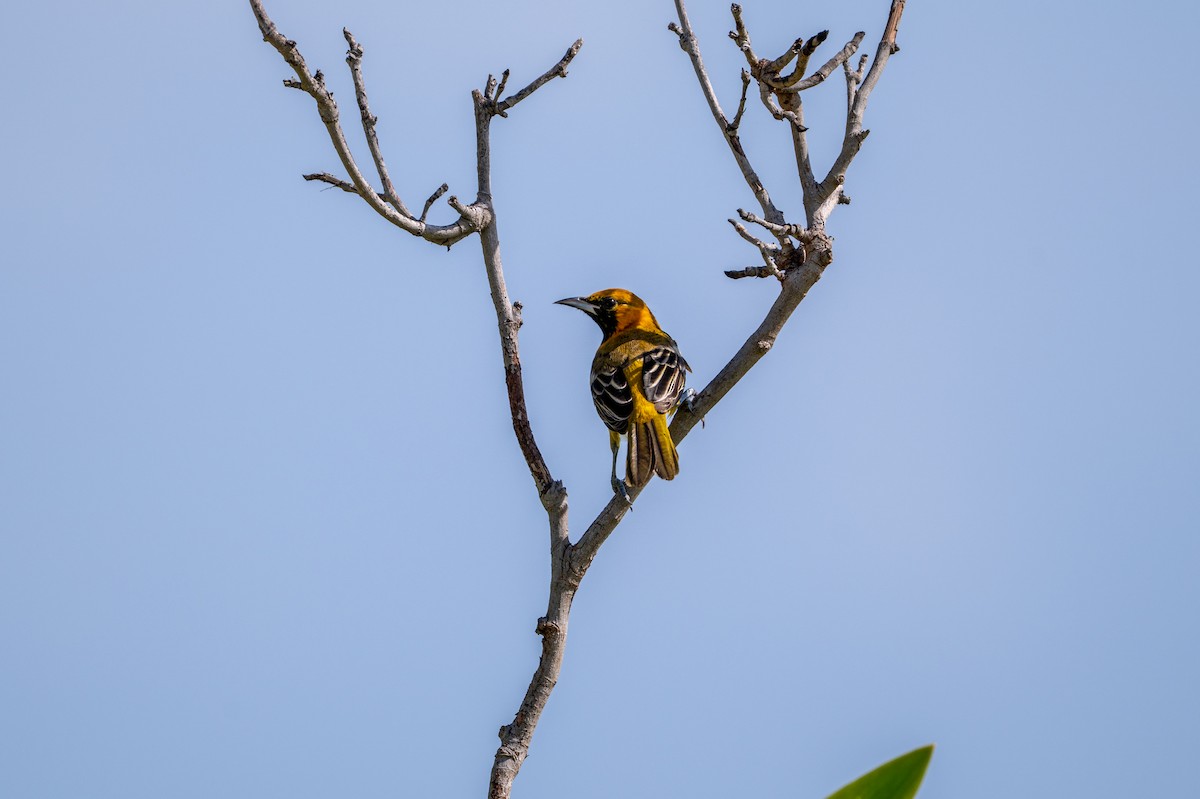 Orange Oriole - ML647057496