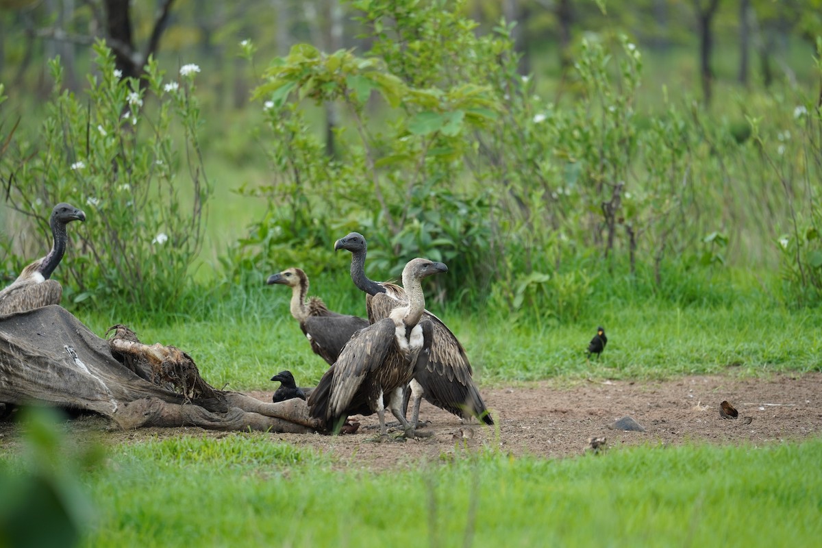 White-rumped Vulture - ML647057497