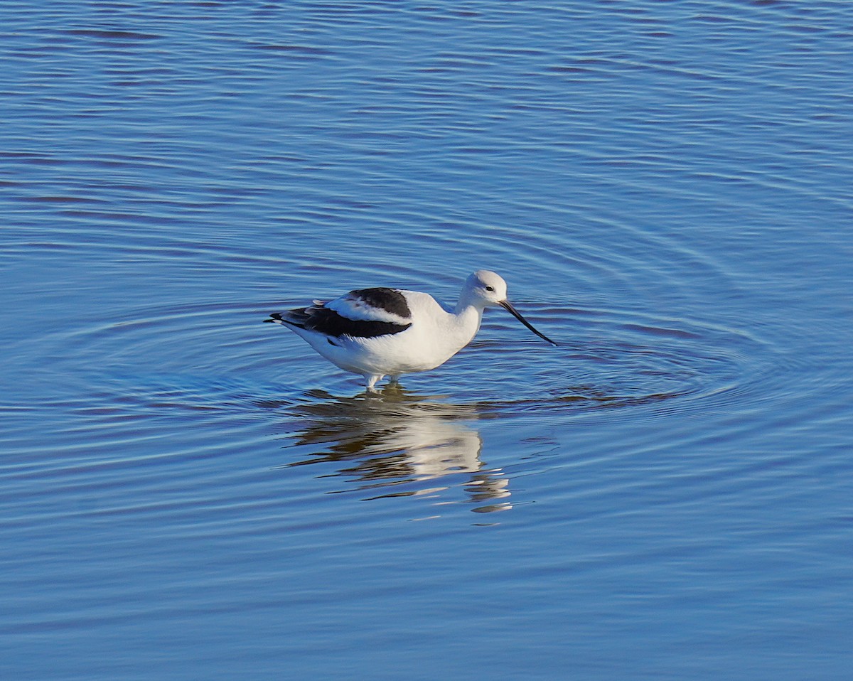 American Avocet - ML647057499