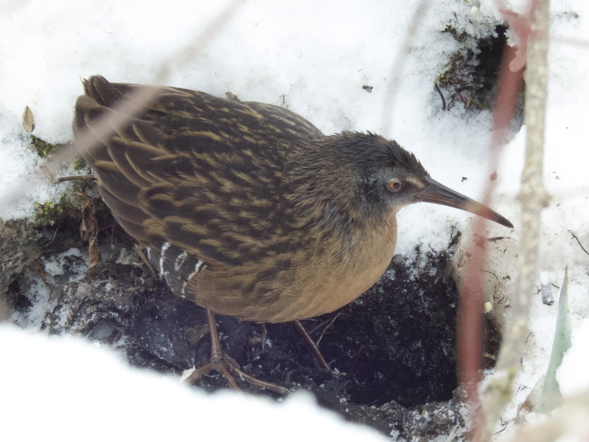 Пастушок віргінський - ML647057501