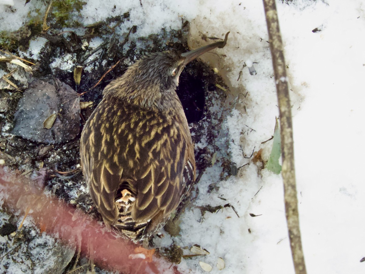 Пастушок віргінський - ML647057502