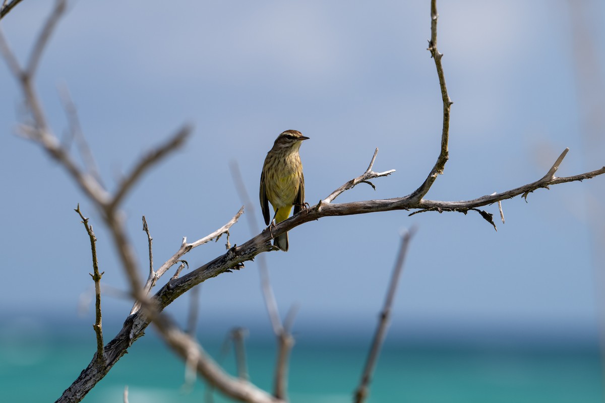 Palm Warbler - ML647057503