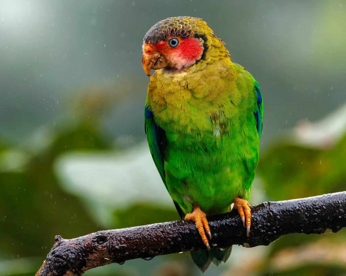 Rose-faced Parrot - ML647057504