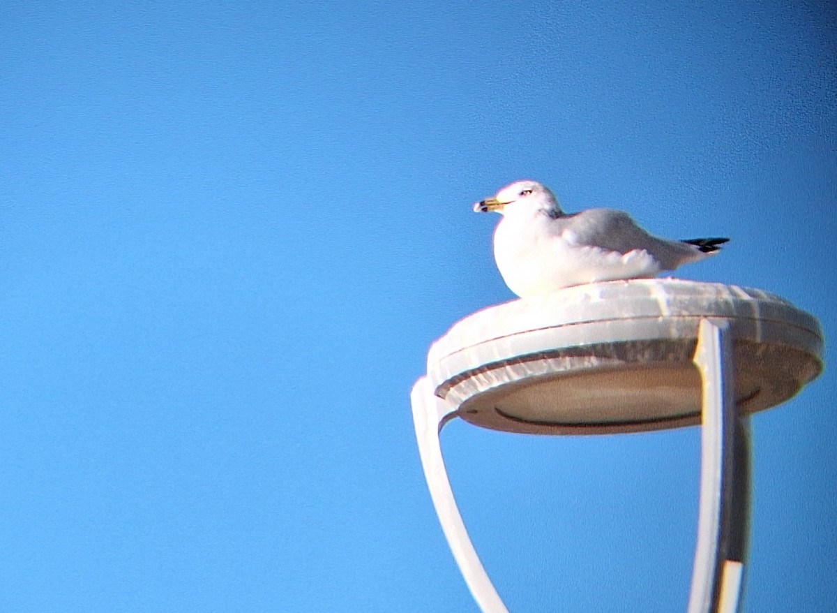 Ring-billed Gull - ML647057508