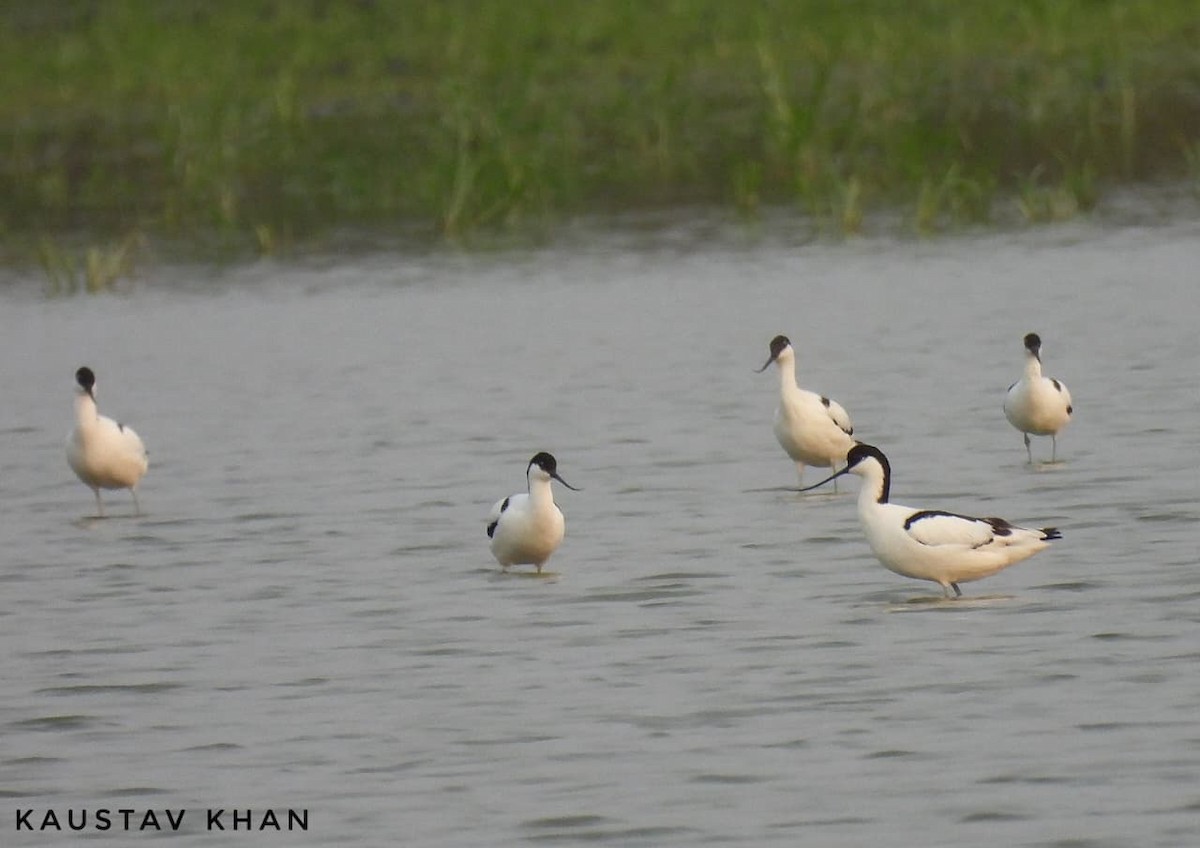 Pied Avocet - ML647057510