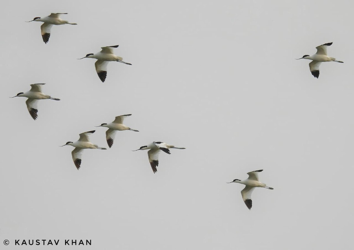 Pied Avocet - ML647057511