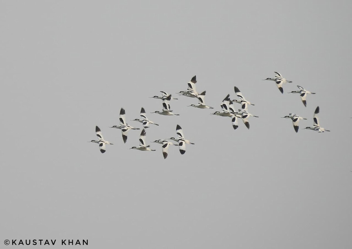 Pied Avocet - ML647057512