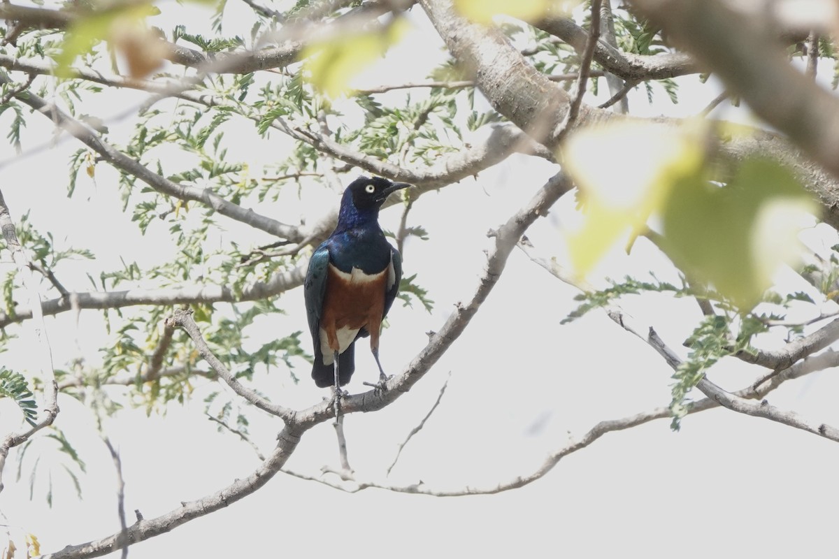 Superb Starling - ML647057514