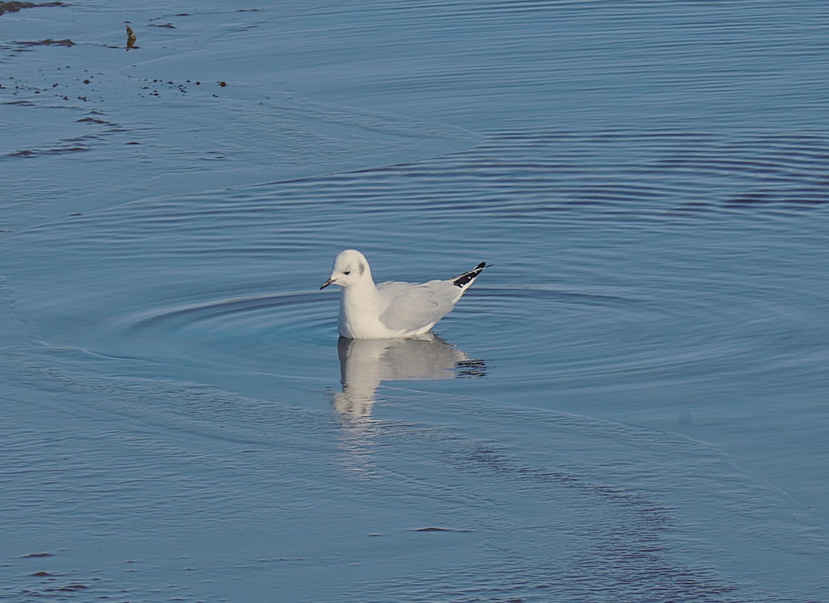 Bonaparte's Gull - ML647057516
