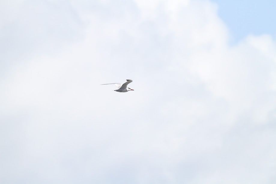 Caspian Tern - ML647057517