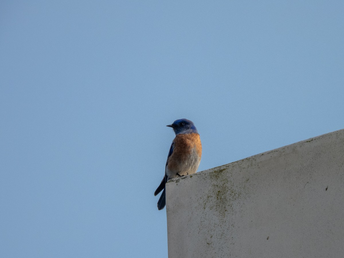 Western Bluebird - ML647057519