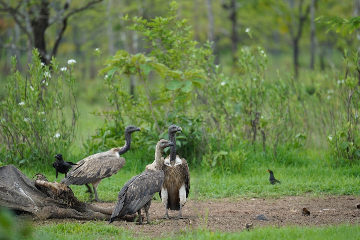 Slender-billed Vulture - ML647057522