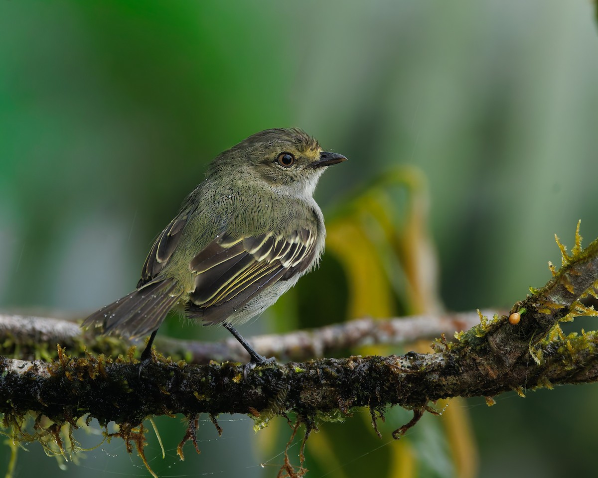 Choco Tyrannulet - ML647057523