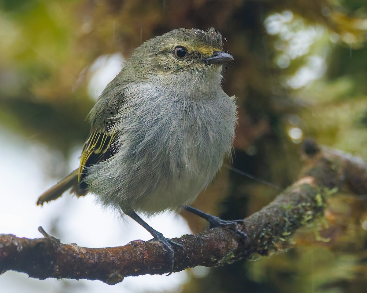 Choco Tyrannulet - ML647057524