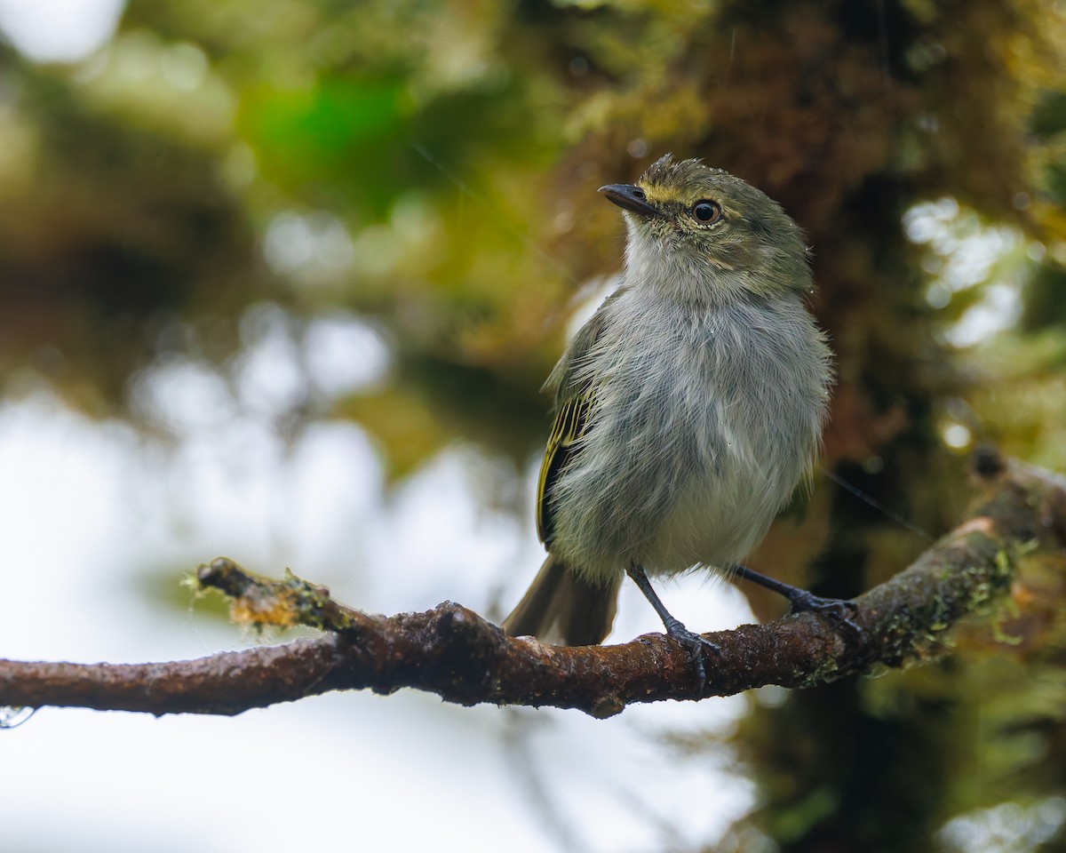 Choco Tyrannulet - ML647057525
