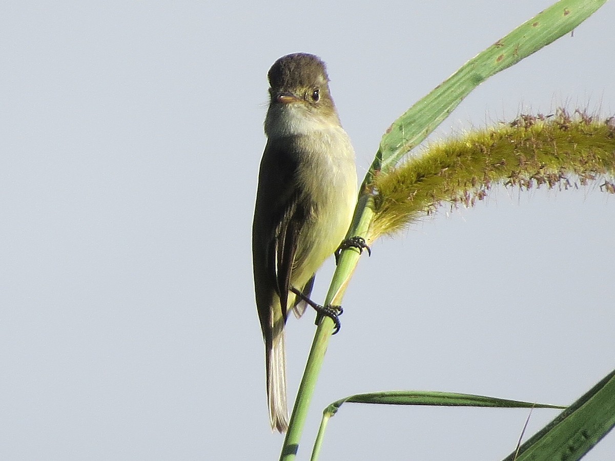 Ak Gerdanlı Sinekkapan - ML647057530