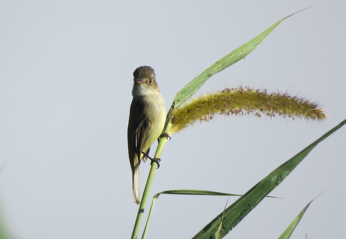 Ak Gerdanlı Sinekkapan - ML647057531