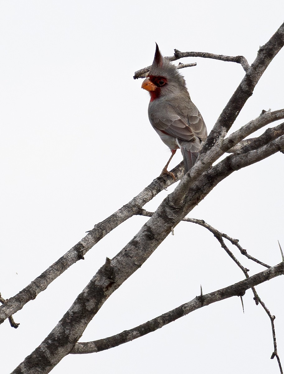 Pyrrhuloxia - ML647057535