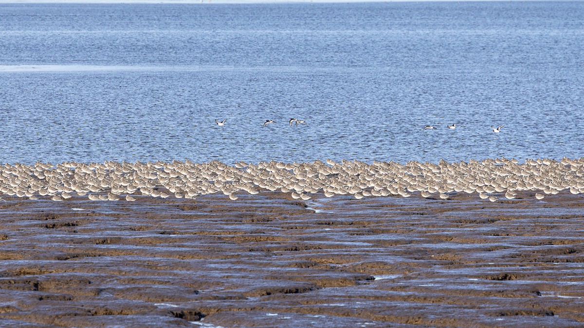 לימוזה חומת-בטן - ML647057537