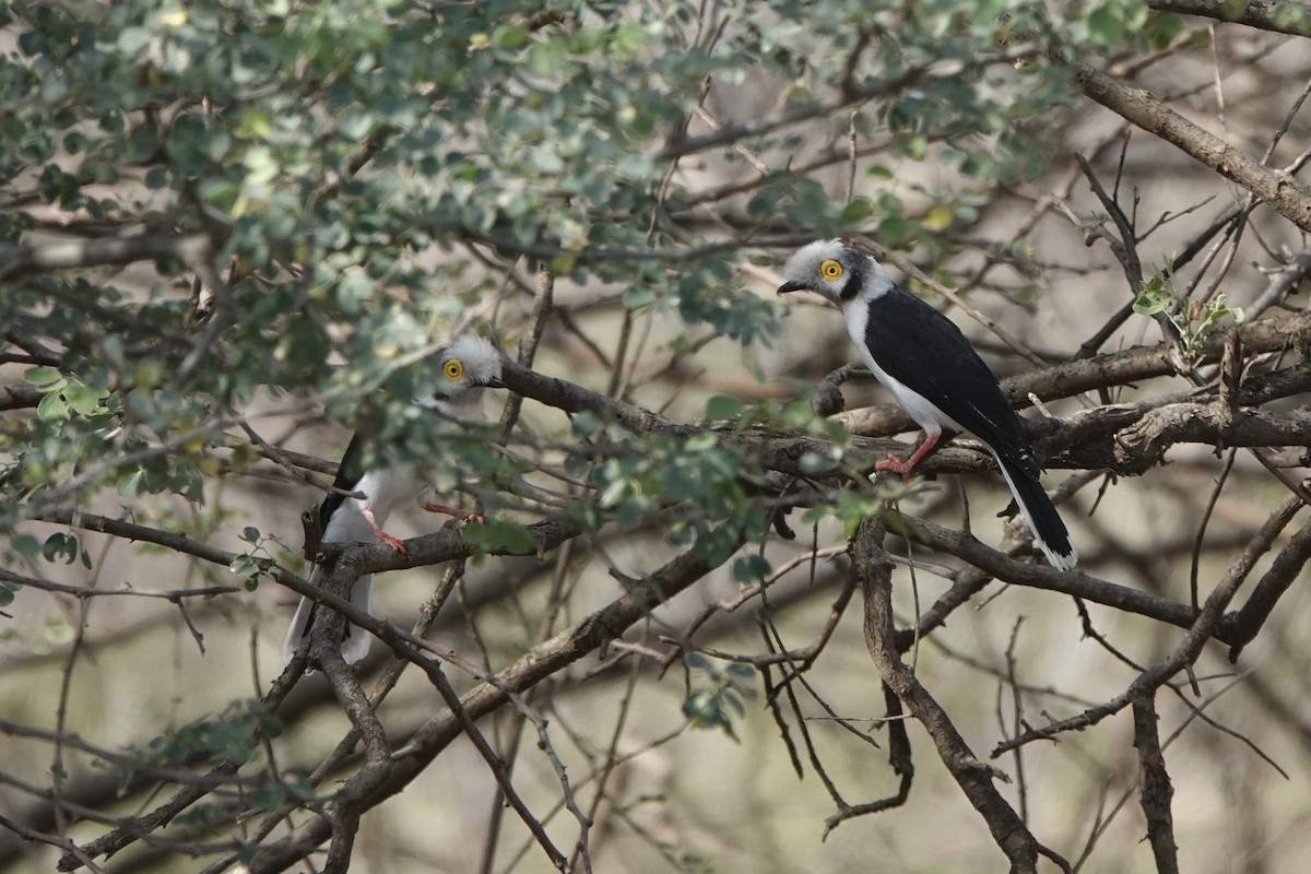 Ak Sorguçlu Vanga [poliocephalus grubu] - ML647057538