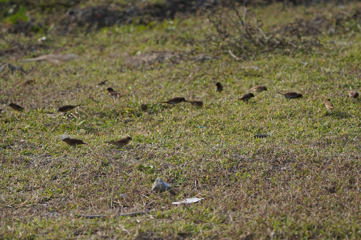 Pullu Munya - ML647057540