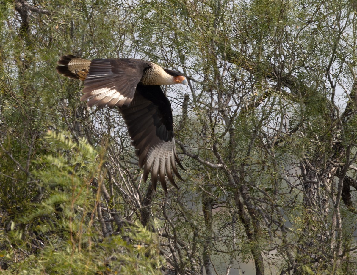 Tepeli Karakara - ML647057541