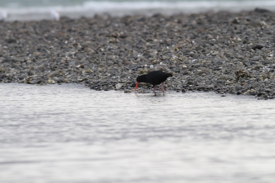 Yeni Zelanda Kara Poyrazkuşu - ML647057542
