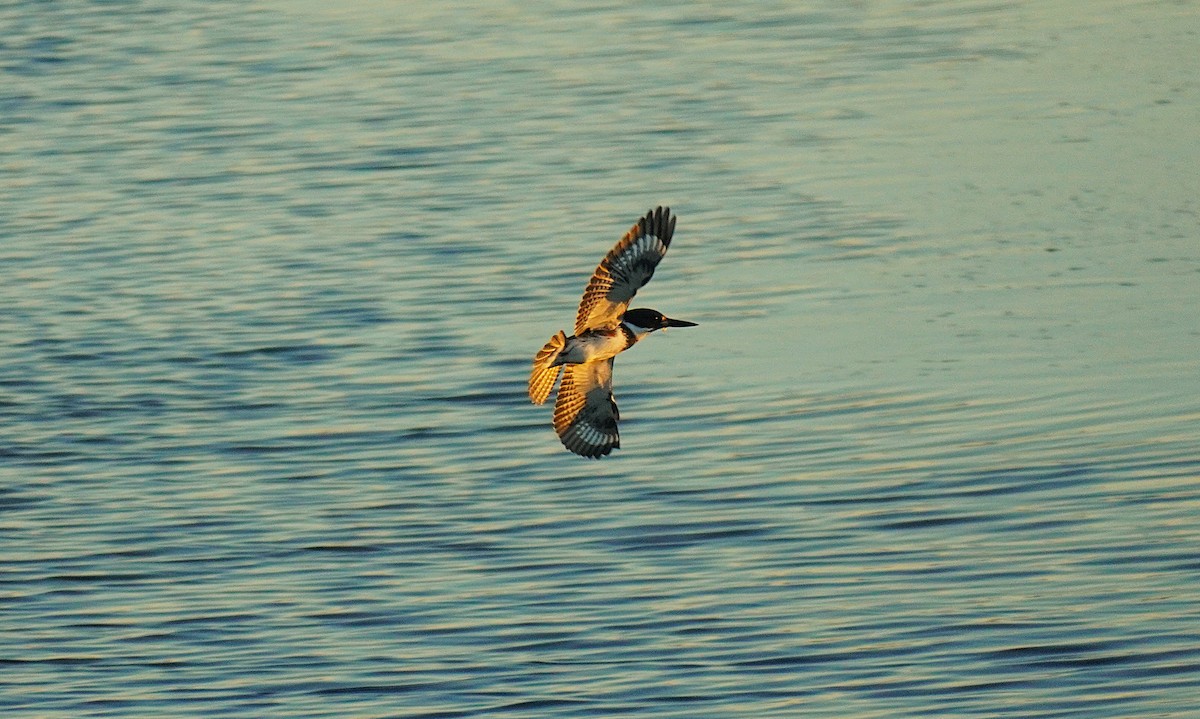 Kuşaklı Yalıçapkını - ML647057551