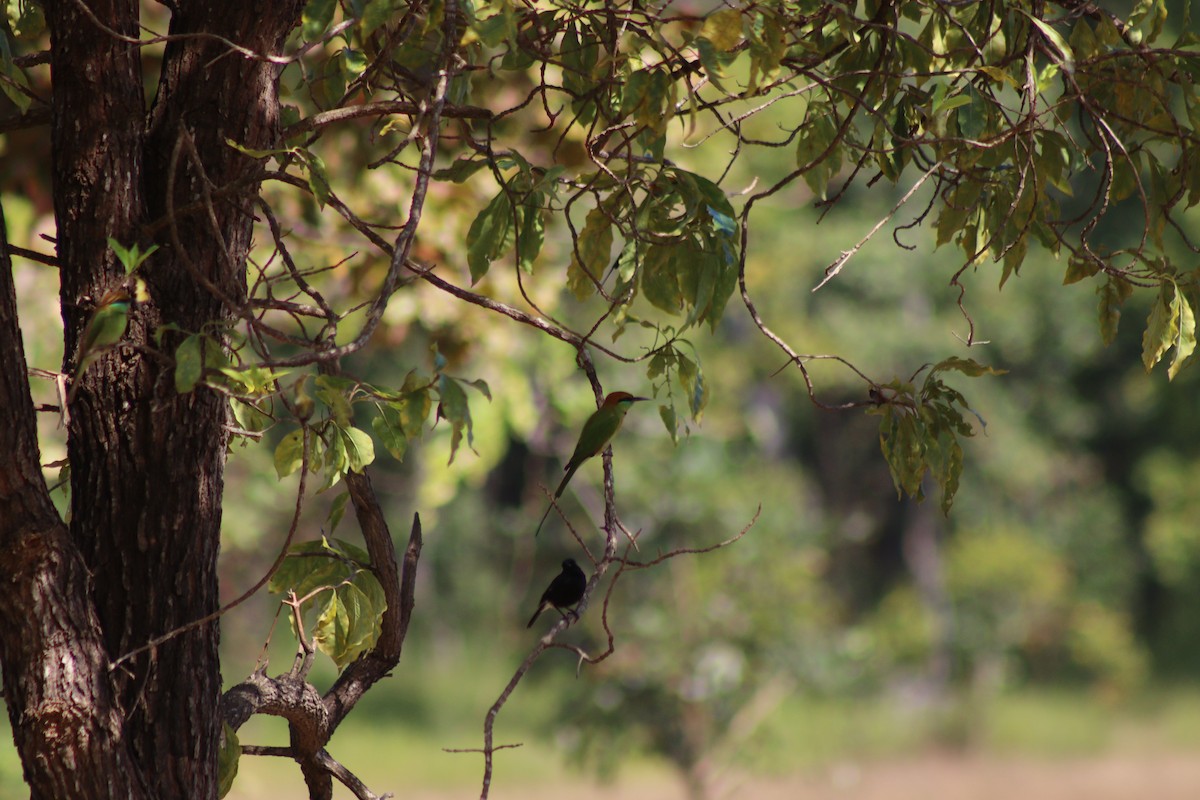 Asya Yeşil Arıkuşu - ML647057553