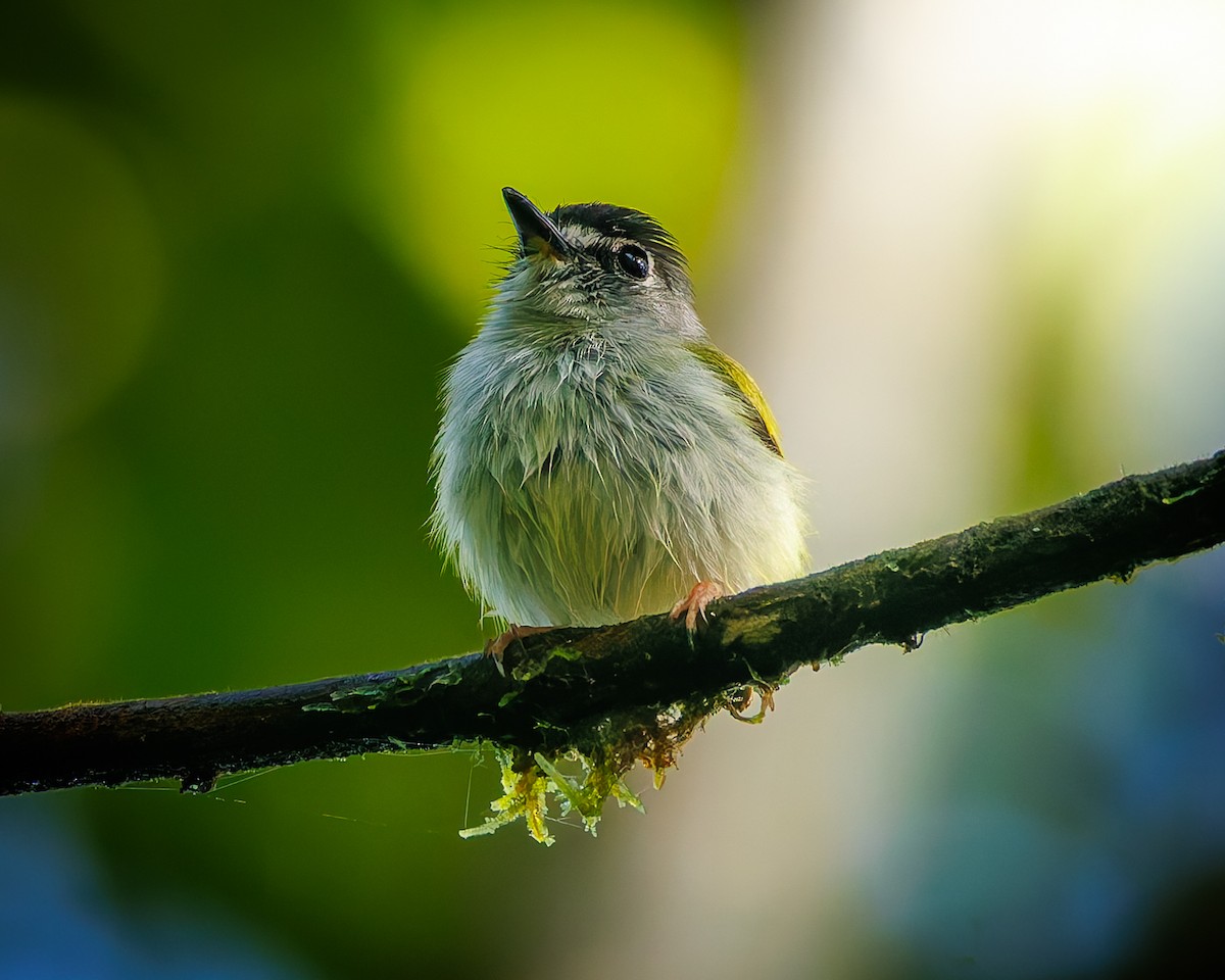 Kara Tepeli Küçük Tiran - ML647057557