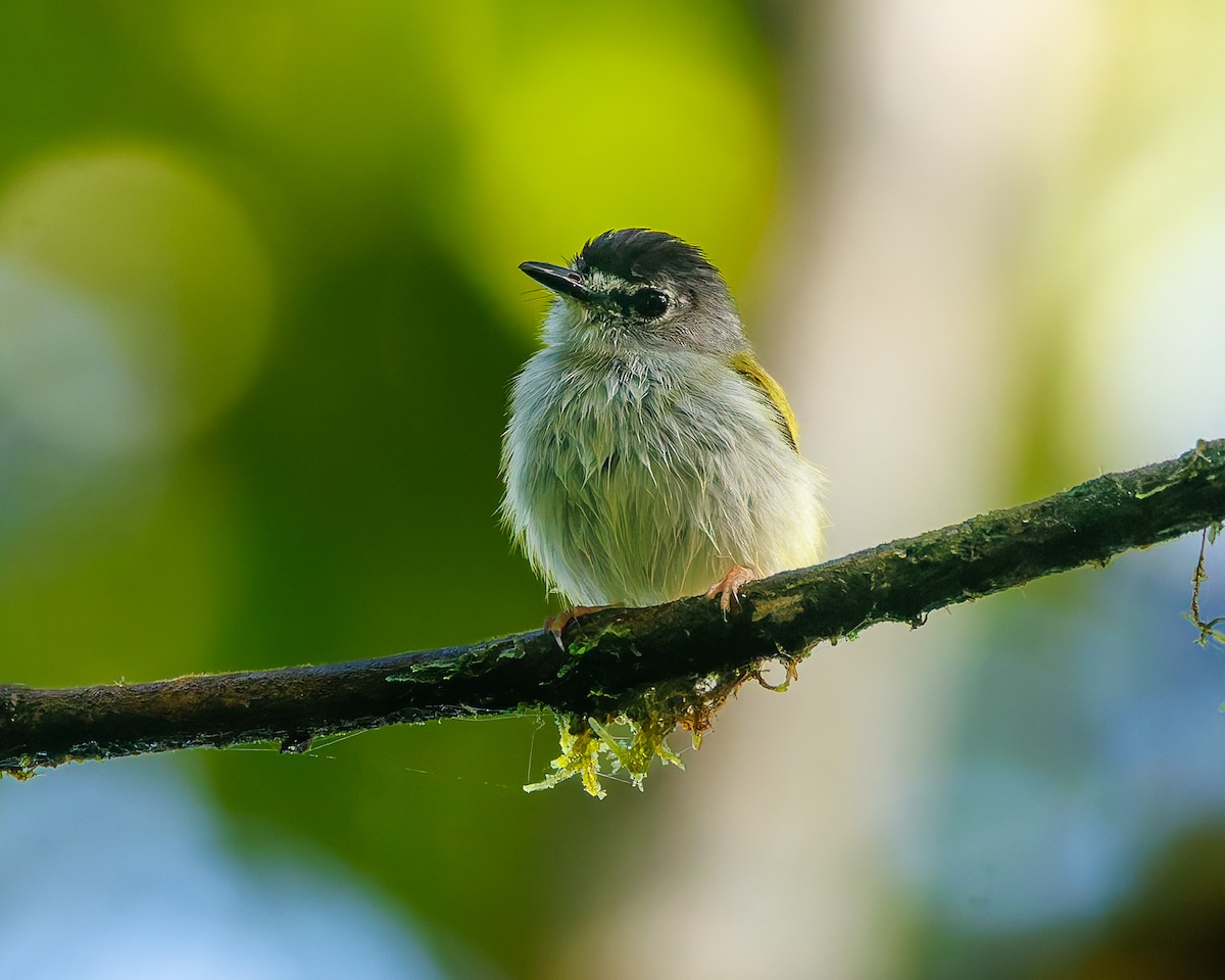 Kara Tepeli Küçük Tiran - ML647057558