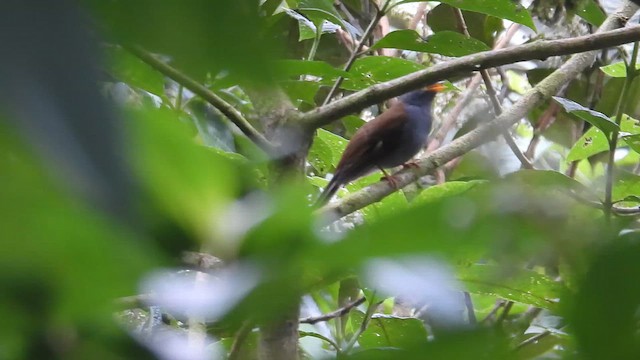 And Soliteri - ML647057561