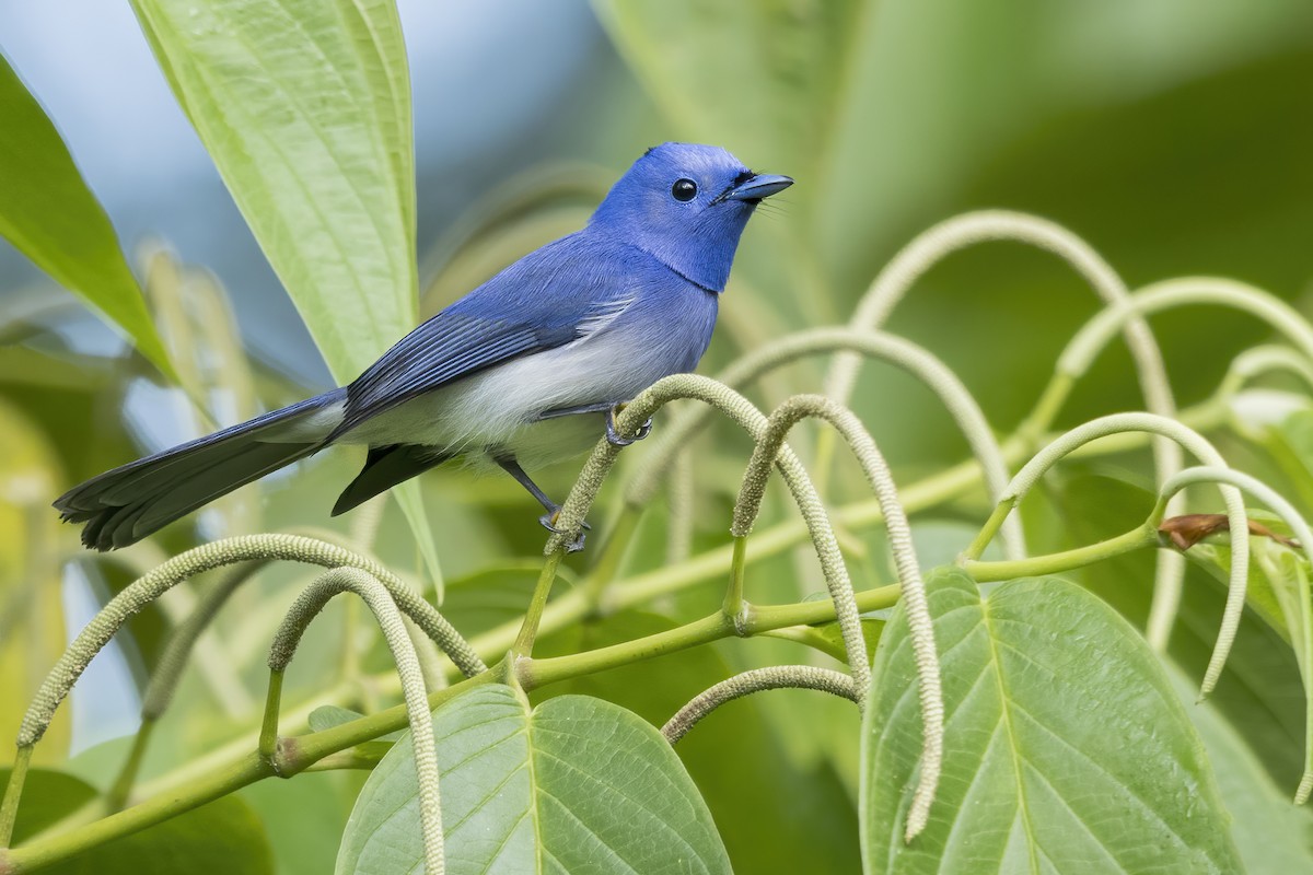 Gök Mavisi Monark - ML647057563