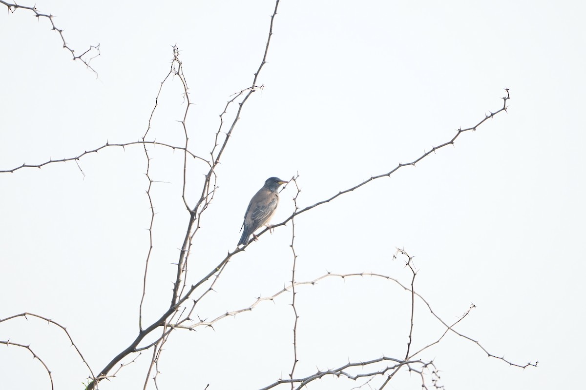 Alasığırcık - ML647057568