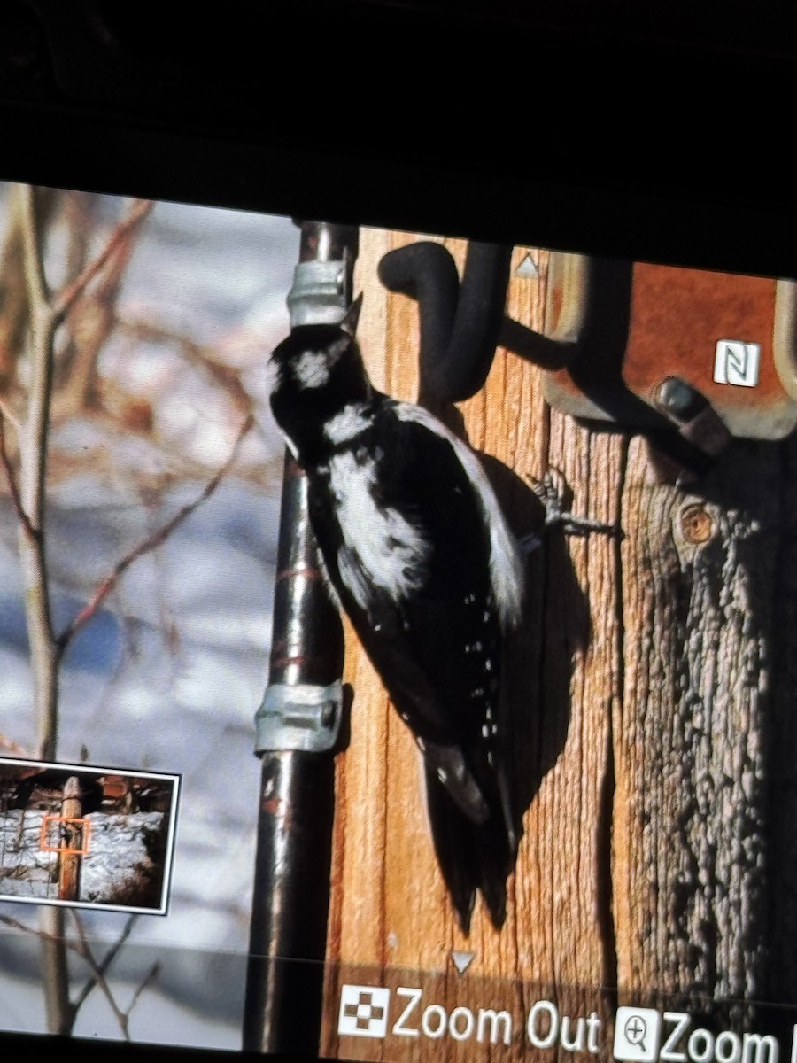 Sert Tüylü Ağaçkakan - ML647057571