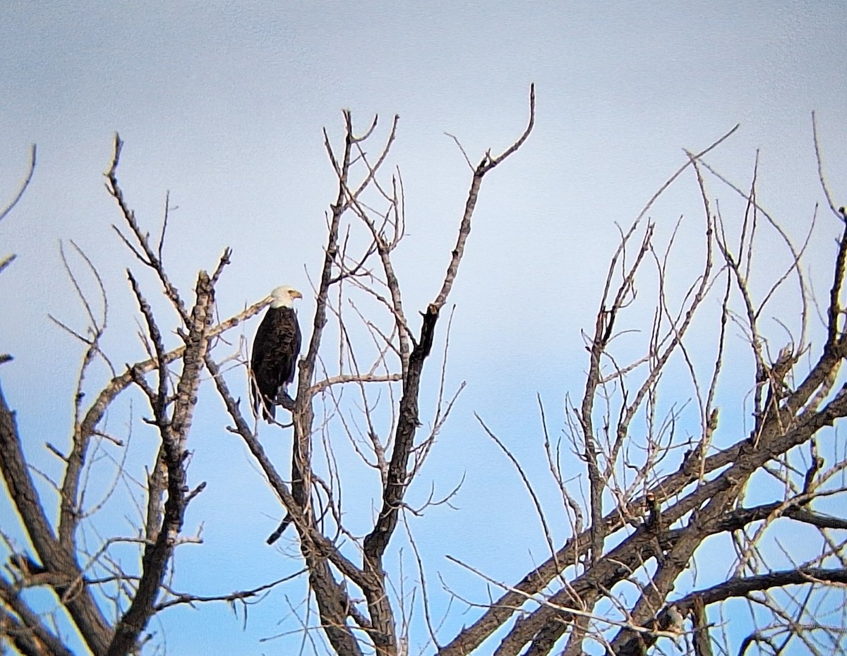 Ak Başlı Kartal - ML647057572