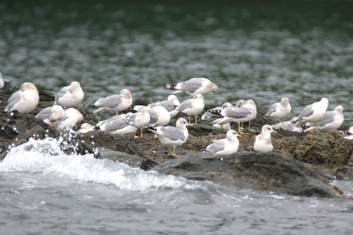 Kısa Gagalı Martı - ML647057573