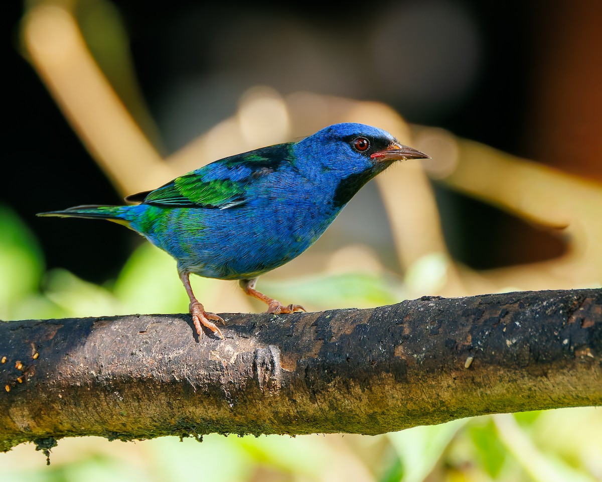 Mavi Daknis - ML647057574