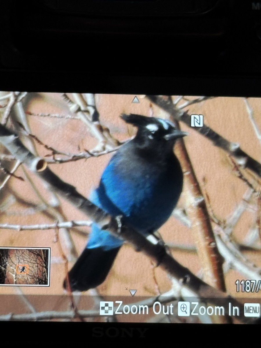 Steller Kargası - ML647057575