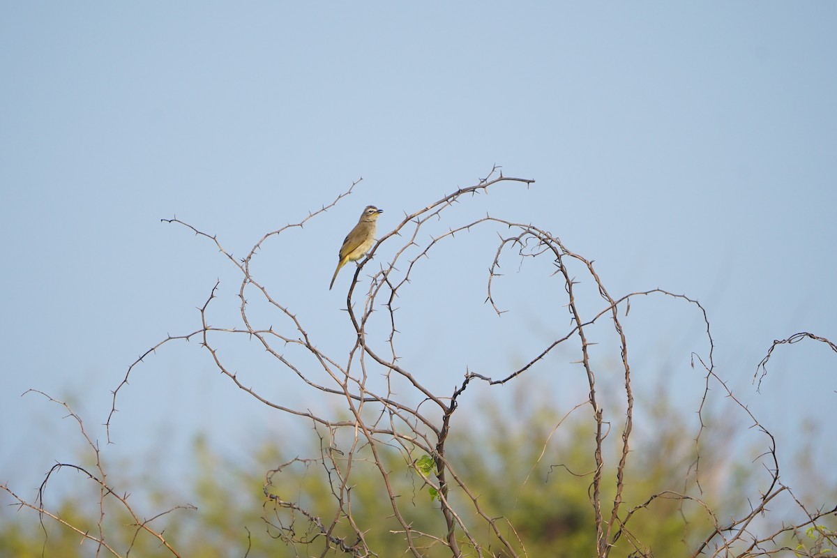 Ak Kaşlı Arapbülbülü - ML647057576