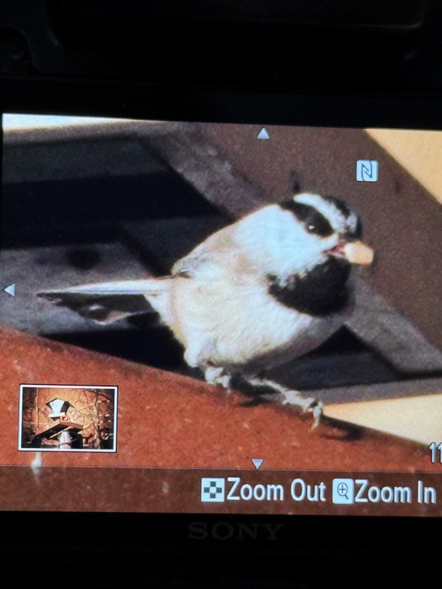 Gambel Baştankarası - ML647057579