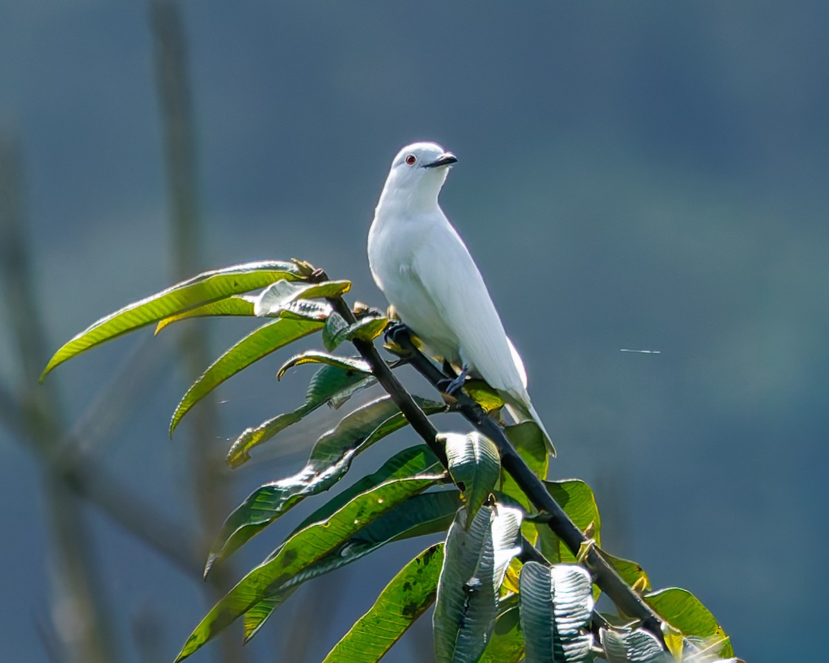 Kara Uçlu Kotinga - ML647057580