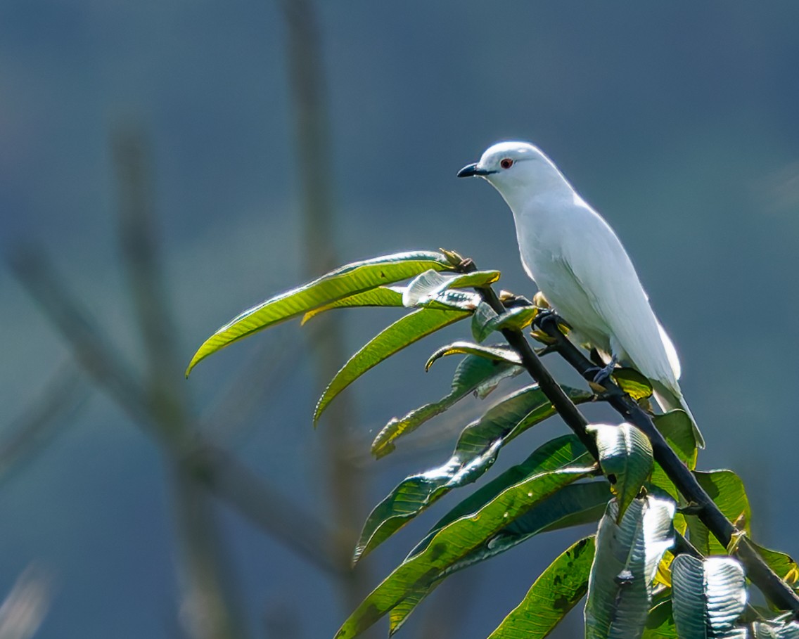 Kara Uçlu Kotinga - ML647057581